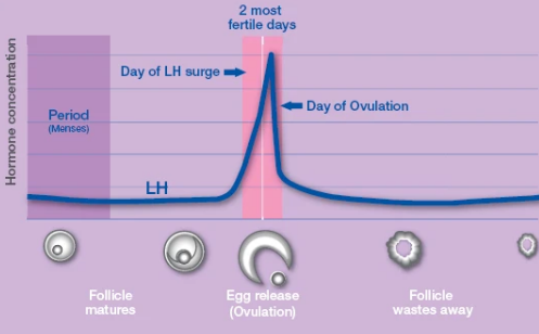 哈尔滨借卵：高FSH水平的试管婴儿能成功吗？这主要取决于妇女本身的身体状况。